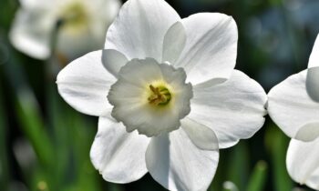 fiore bianco e giallo