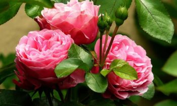 coltivazione rose