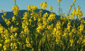 potare ginestra