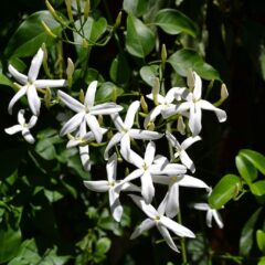 fiore di gelsomino