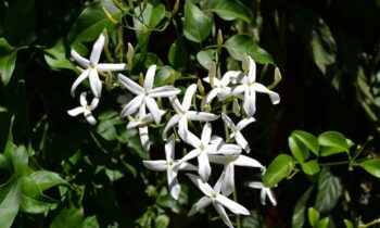fiore di gelsomino