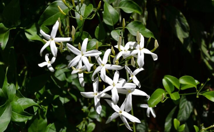 fiore di gelsomino
