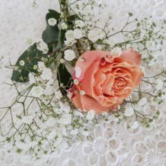 gypsophila