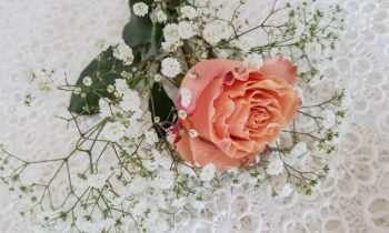 gypsophila