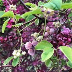 akebia quinata