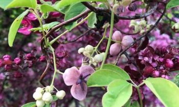 akebia quinata