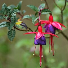 fiore fucsia