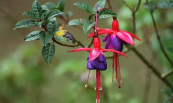 fiore fucsia