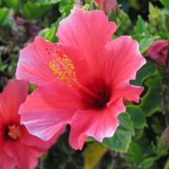 fiore ibiscus