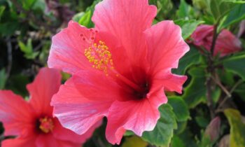 fiore ibiscus