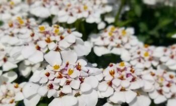 iberis pianta