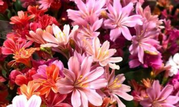 lewisia cotyledon
