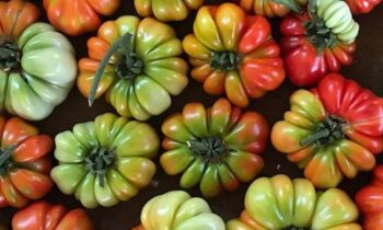 tipi di pomodori