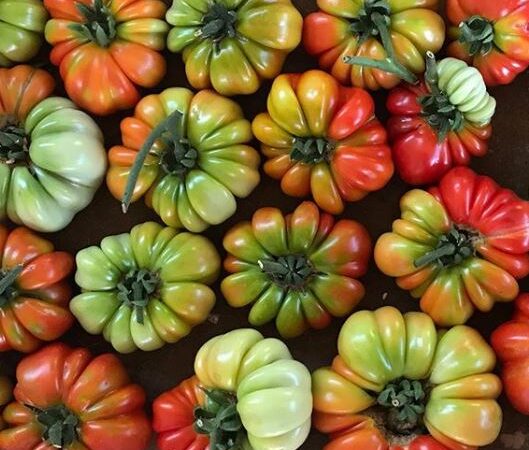 tipi di pomodori
