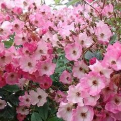 specie di rose