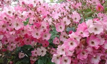 specie di rose