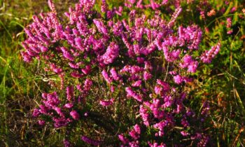 calluna pianta