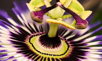 passiflora incarnata