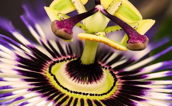 passiflora incarnata
