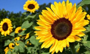 coltivare girasole