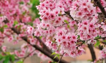 fiori di ciliegio
