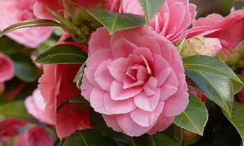 coltivazione camelia