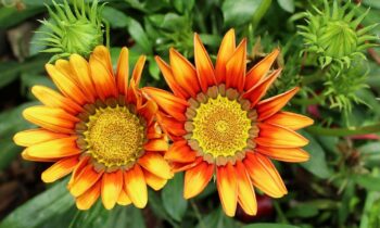 gazania fiore