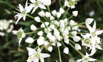 erba aglina