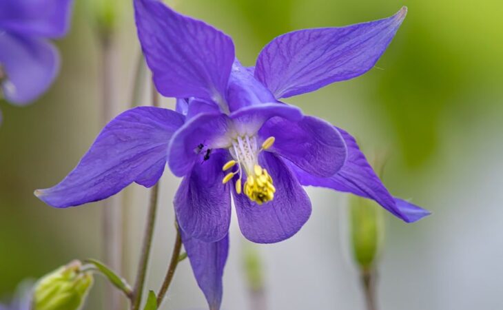 semi aquilegia
