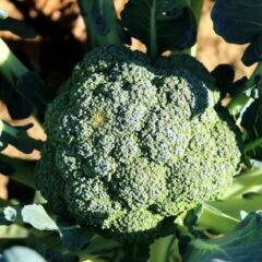 broccoli