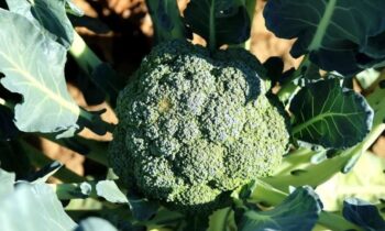 broccoli