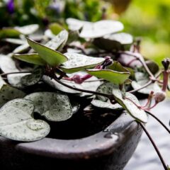 fiori di cera riproduzione