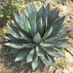 coltivazione agave