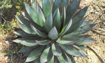 coltivazione agave