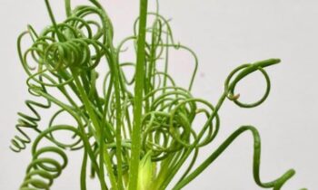 albuca spiralis cura