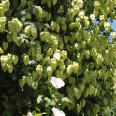 lanterna cinese pianta