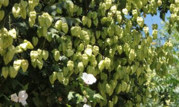 lanterna cinese pianta
