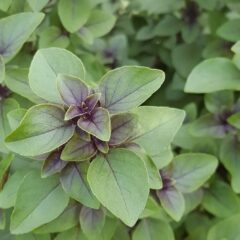 Tulsi