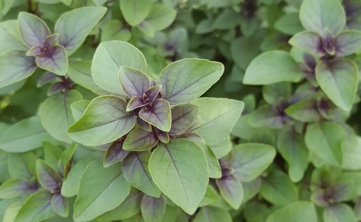 Tulsi