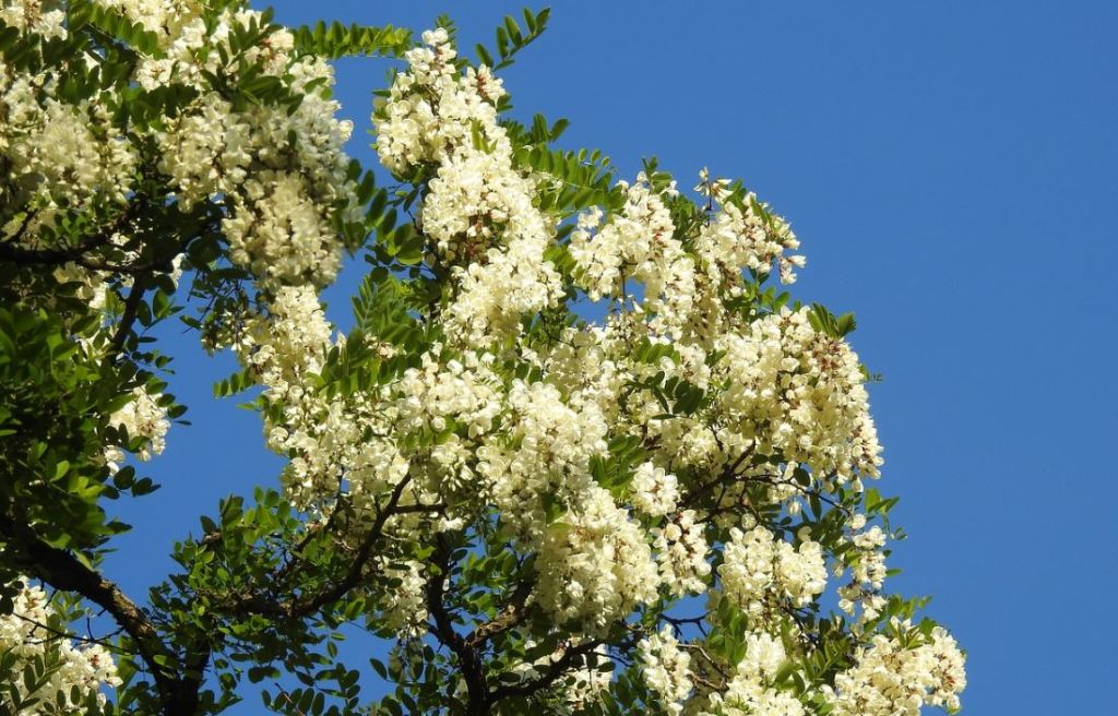 fiori di acacia