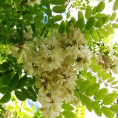 acacia albero
