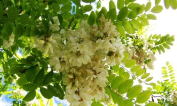 acacia albero
