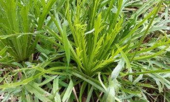 erba stella minutina