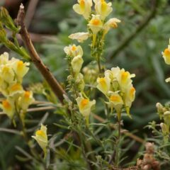 linaria vulgaris