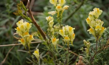 linaria vulgaris