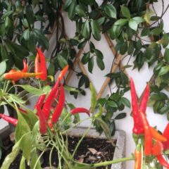 peperoncino ornamentale