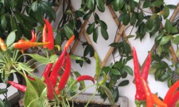 peperoncino ornamentale