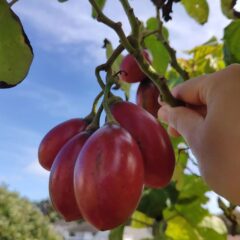 frutti come il pomodoro