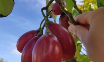 frutti come il pomodoro
