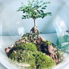 terrario in vetro